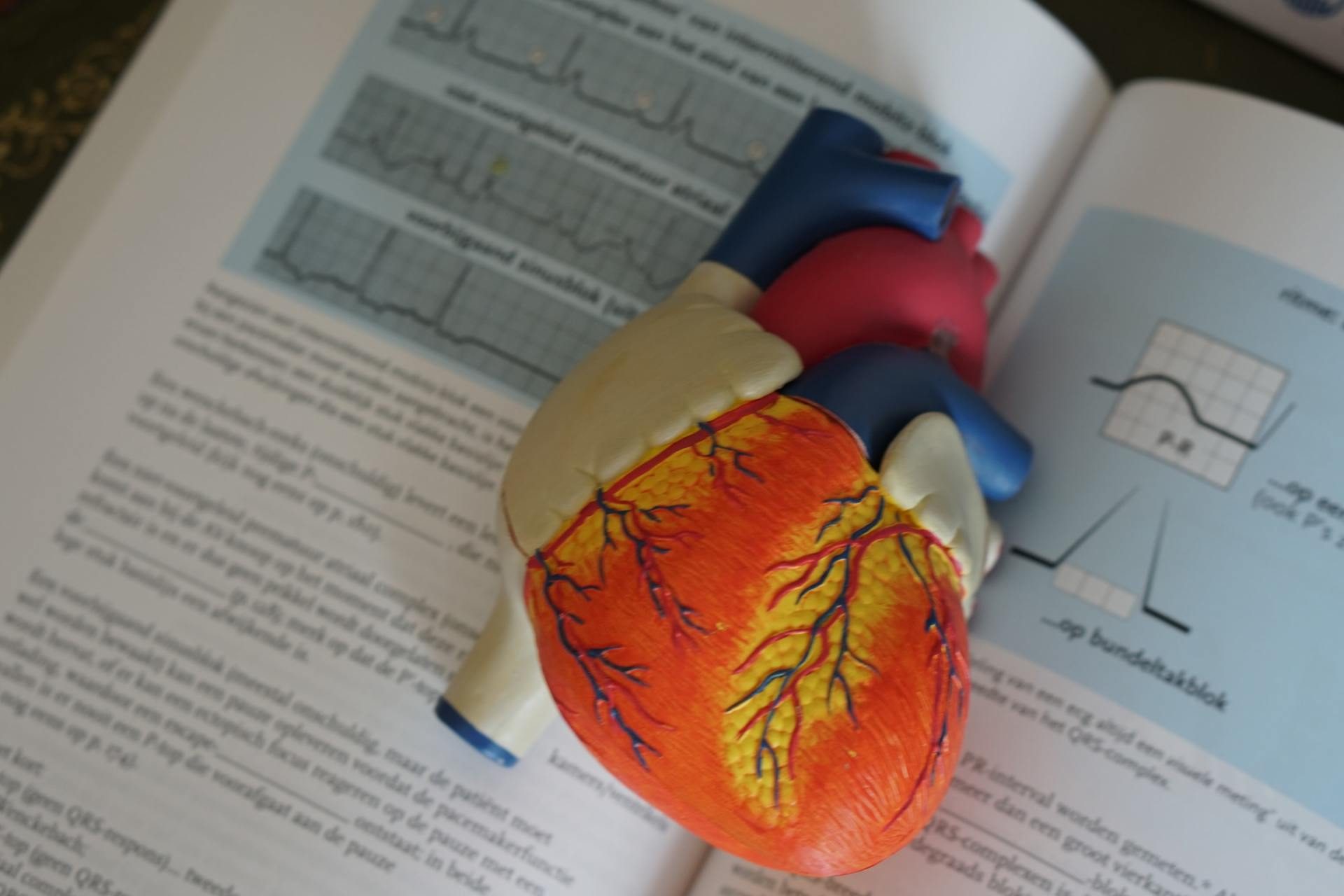 Anatomisches Herzmodell auf einem Fachbuch mit EKG-Kurve